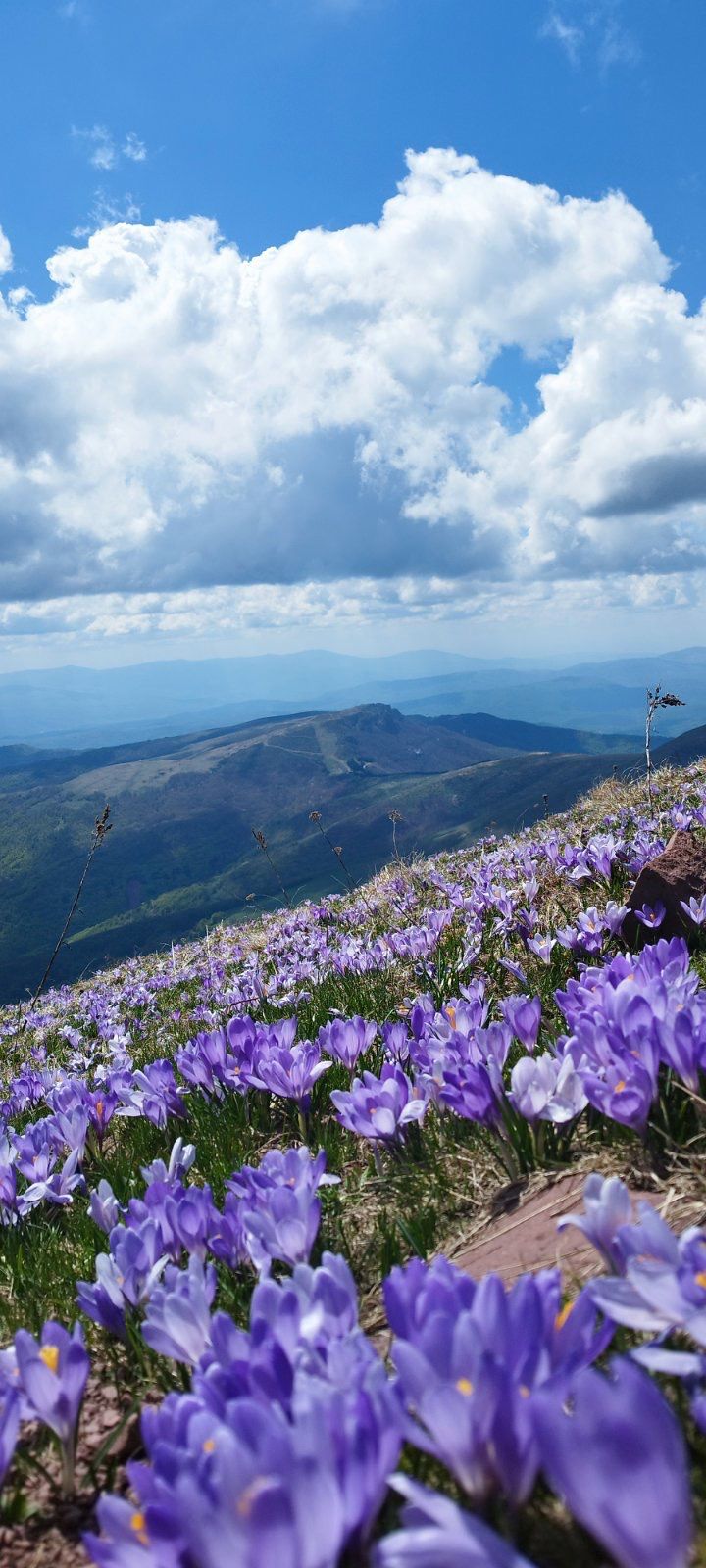 Stara planina i cvjetna planinska livada